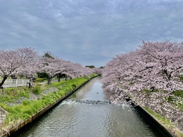 海老川のソメイヨシノ