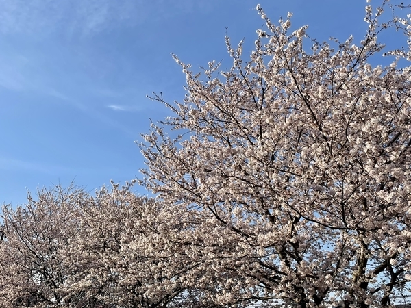 都内某所のソメイヨシノ