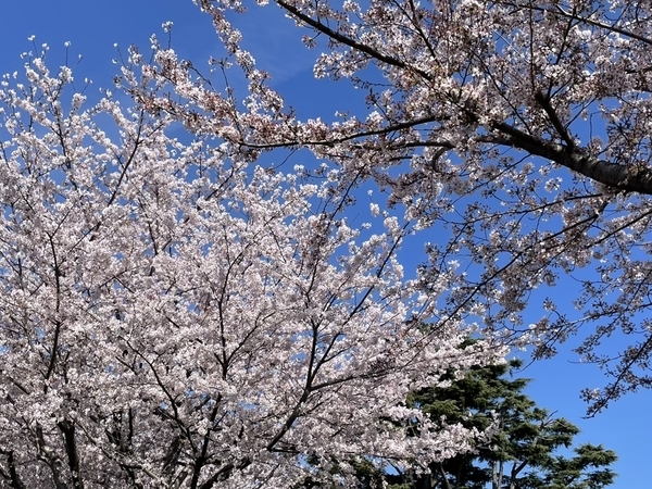 済生会病院のソメイヨシノ