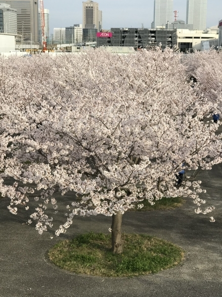 さくら広場のソメイヨシノ