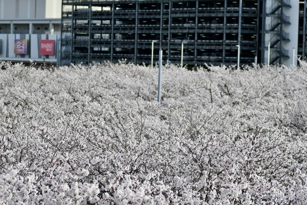 さくら広場のソメイヨシノ