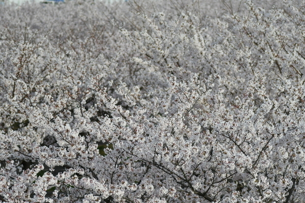 さくら広場のソメイヨシノ