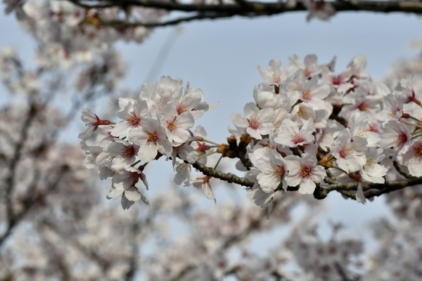 さくら広場のソメイヨシノ