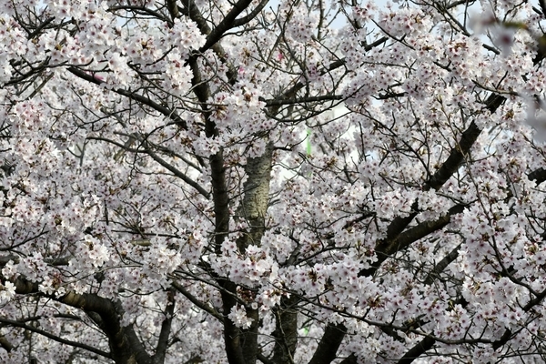 さくら広場のソメイヨシノ