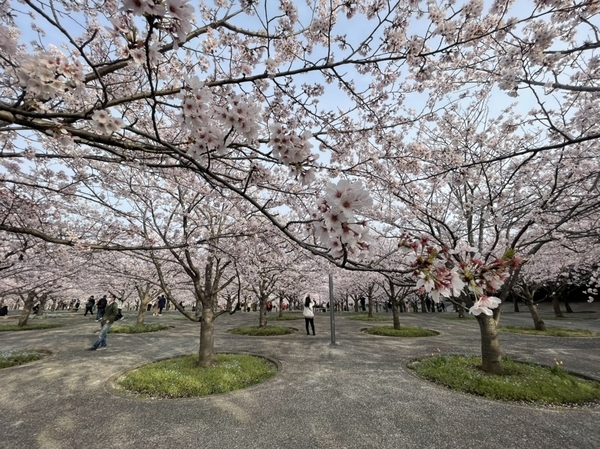 さくら広場のソメイヨシノ