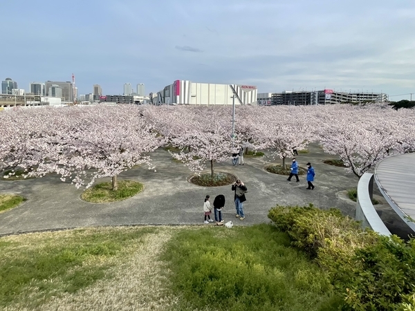 さくら広場のソメイヨシノ