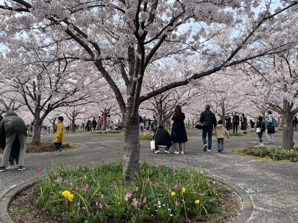 さくら広場のソメイヨシノ1