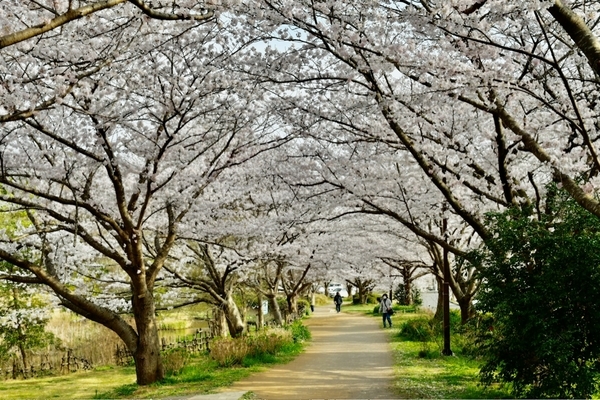 実籾本郷公園