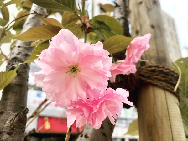 銀座の街路樹の八重桜