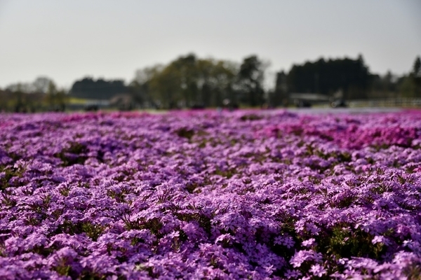 花畑 富田さとにわ耕園 (千葉市富田都市農業交流センター) その六