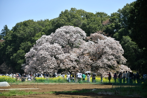 吉高の大桜7