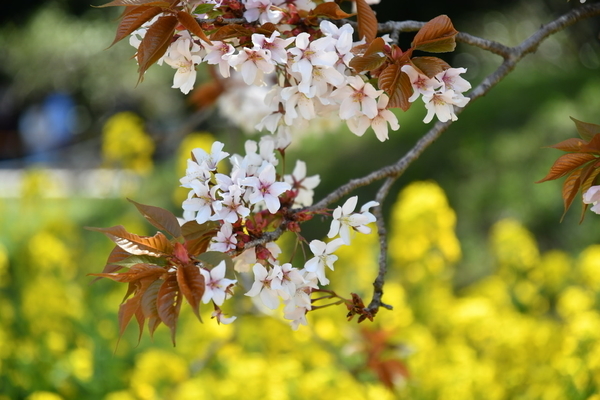 吉高の大桜6