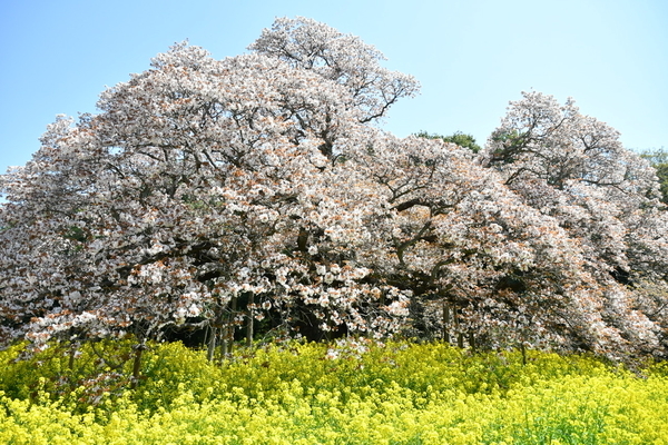 吉高の大桜4