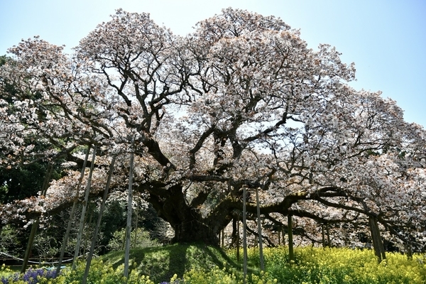 吉高の大桜3