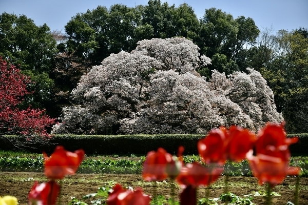 吉高の大桜2