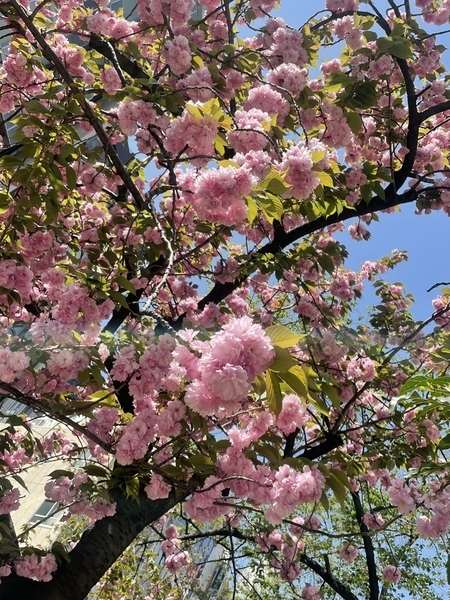 銀座の八重桜