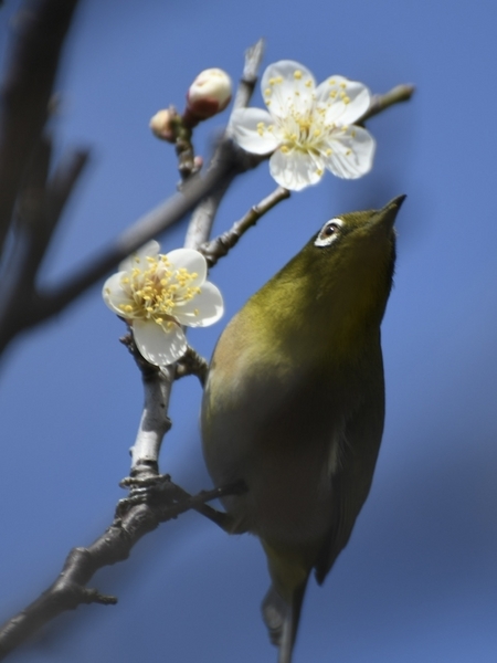 習志野梅林園のメジロ5