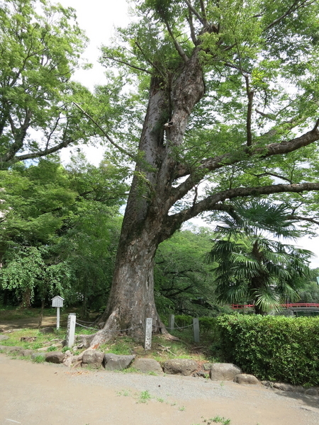 三嶋神社の大木