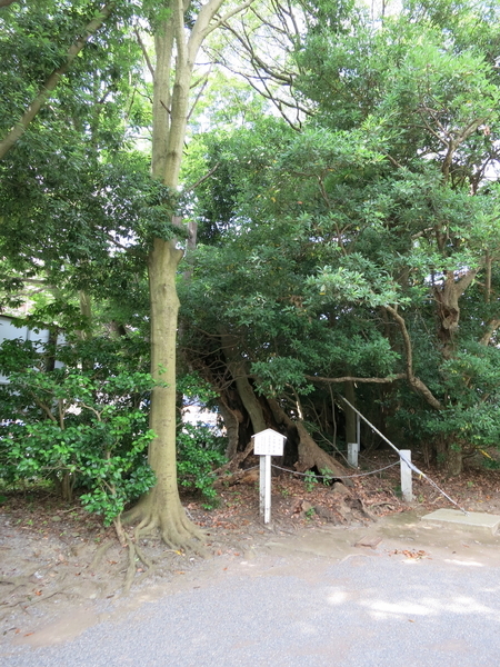 三嶋神社の大木