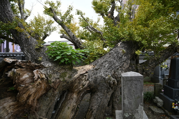 高照寺ノ乳公孫樹