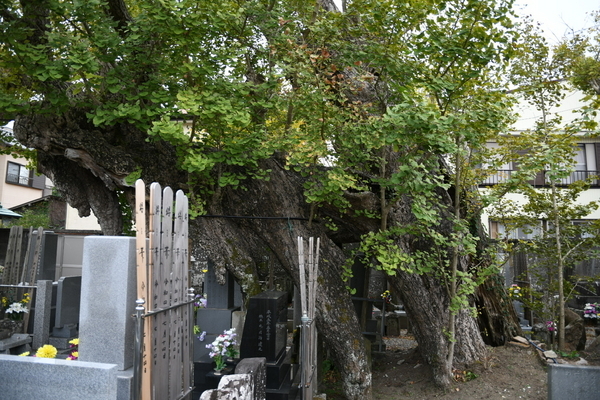 高照寺ノ乳公孫樹