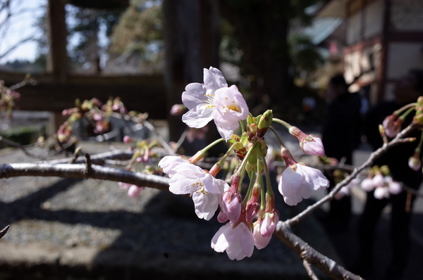 開花した桜