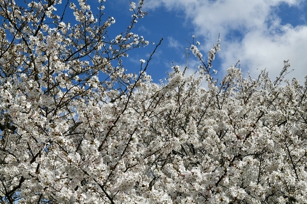 花見川沿いの桜