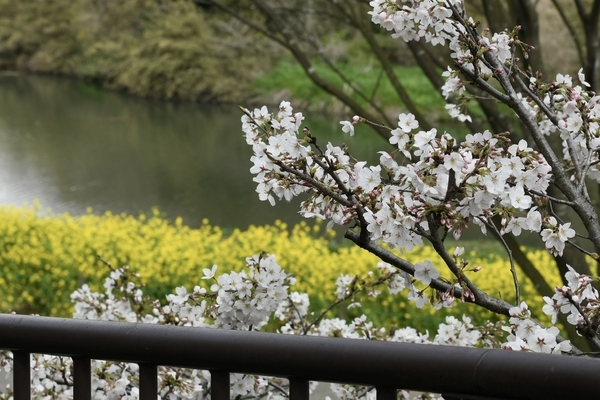 花島公園の桜と菜の花