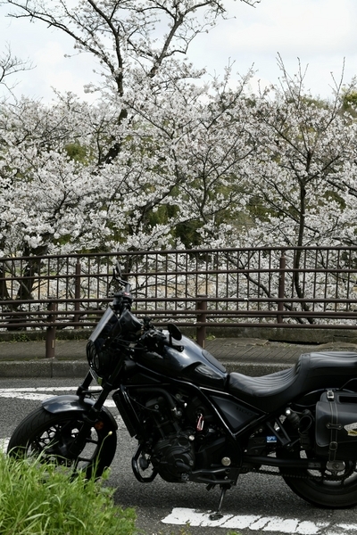花島公園とレブル1100