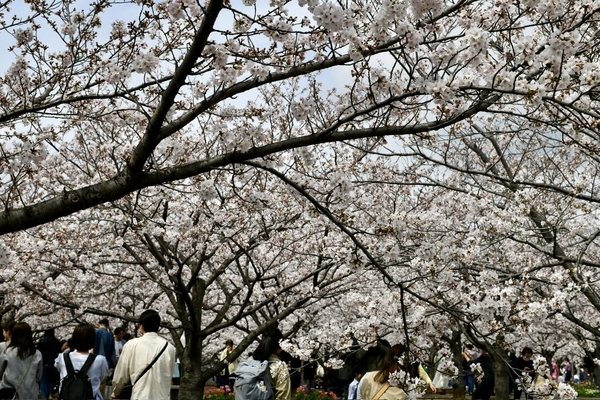パナソニックさくら広場の桜