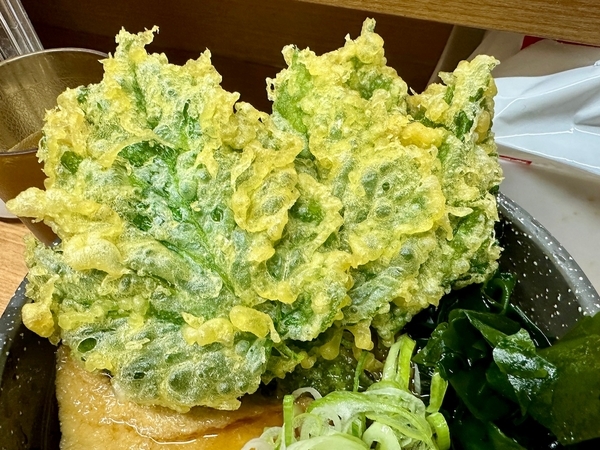 明日葉天
