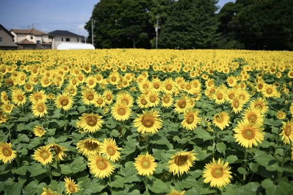 藤崎ひまわり回廊を見渡す1