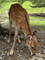 奈良公園の雌鹿に鹿せんべいをあげる