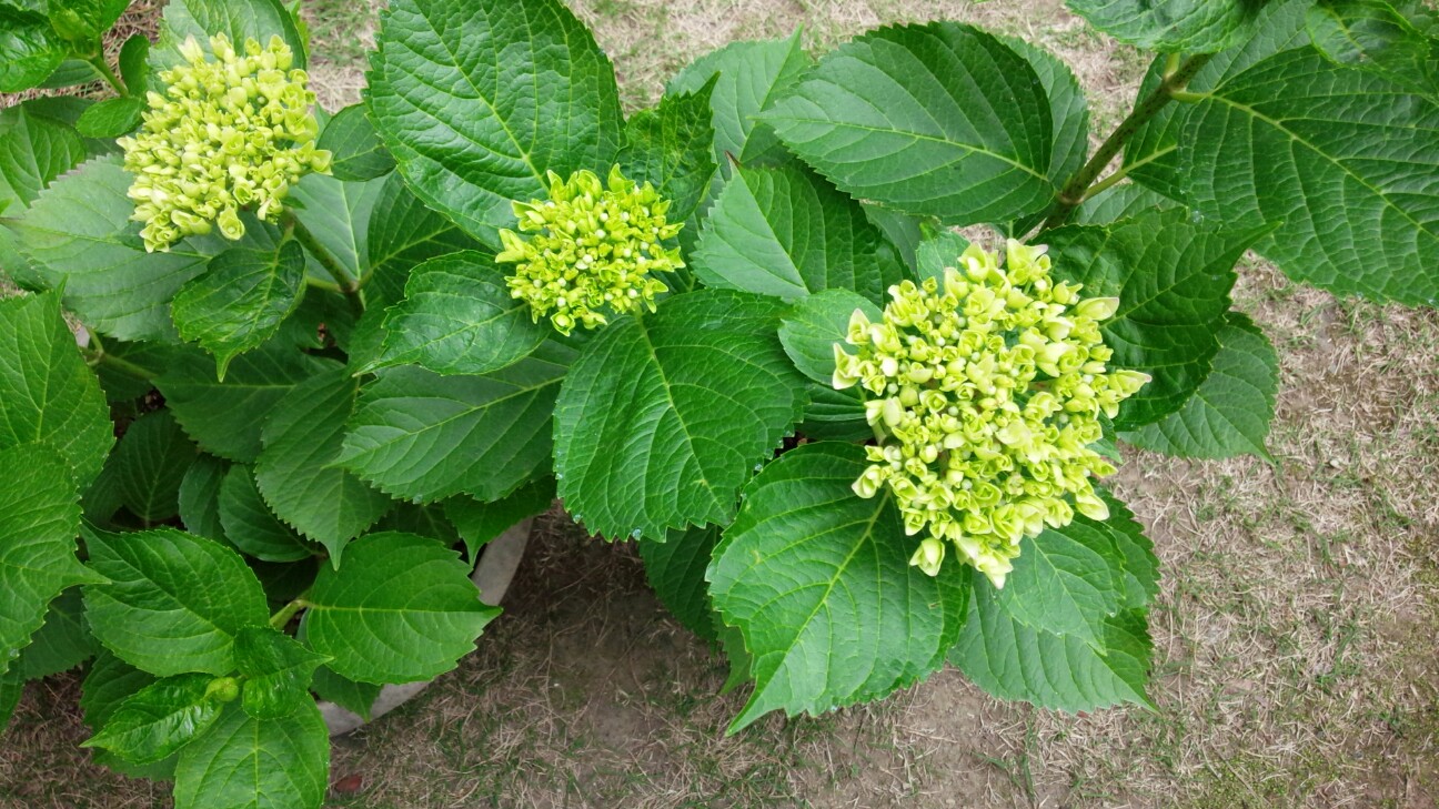 f:id:makuu102:20190520090617j:plain f:id:makuu102:20190520090617j:plain