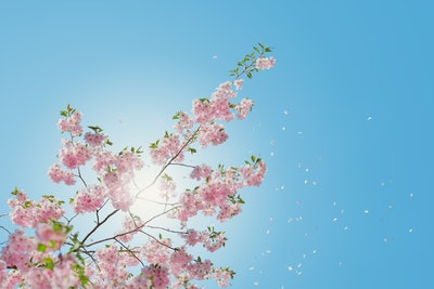 f:id:malinoa52:20190330145013j:plain f:id:malinoa52:20190330145013j:plain