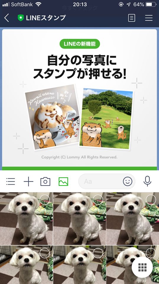 Lineの新機能 写真にスタンプを押して加工できる楽しさ マルチーズ 珀 の日常 Lineの新機能 写真にスタンプを押して加工できる楽しさ マルチーズ 珀 の日常