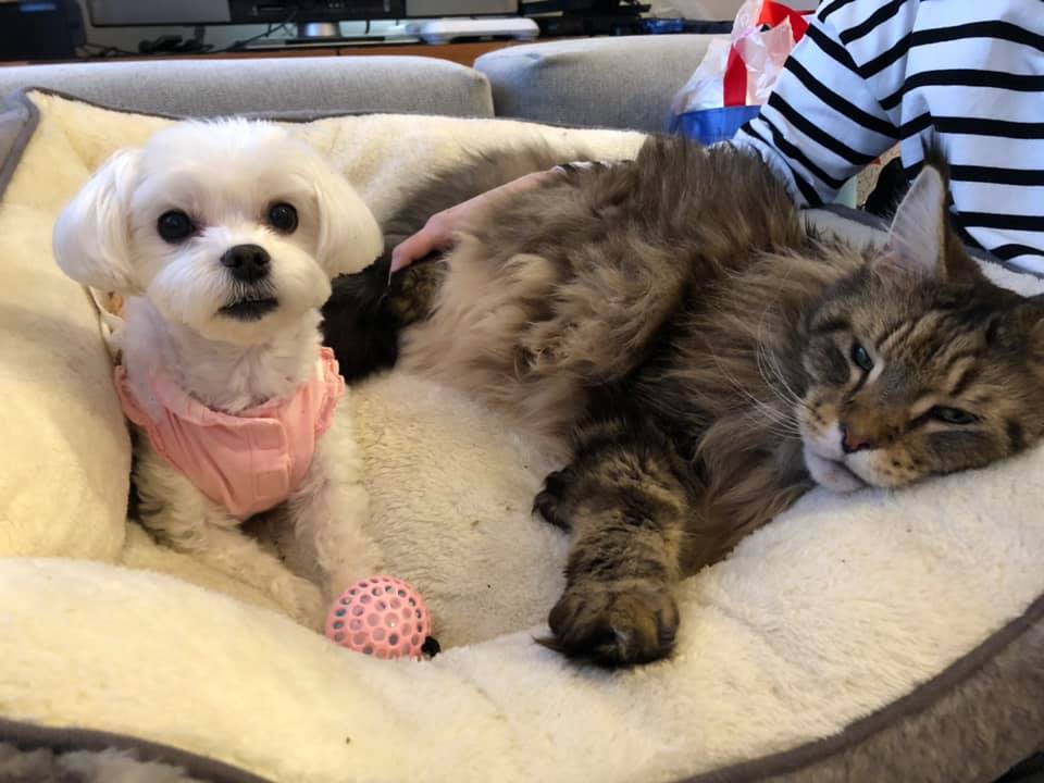 小型犬と大型猫のまったりタイム! - マルチーズ「珀」の日常