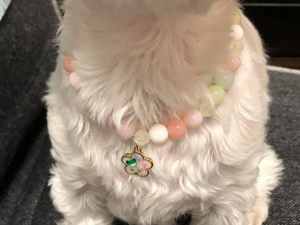 レジンとビーズで犬ネックレス 飼い主のヘアゴムとお揃いで マルチーズ 珀 の日常