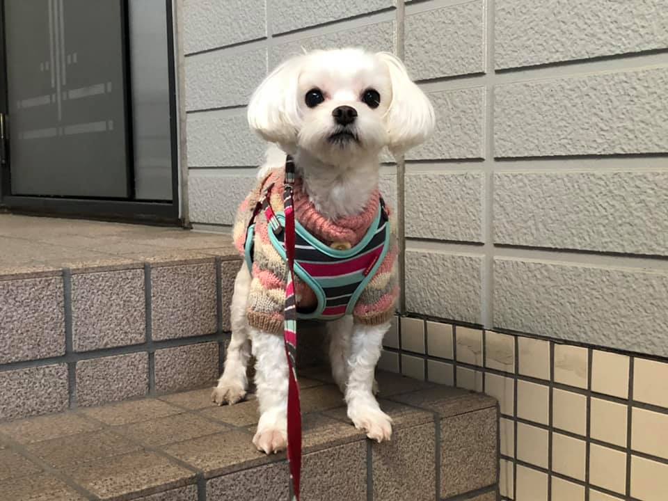 目が見えない日のお散歩 マルチーズ 珀 の日常