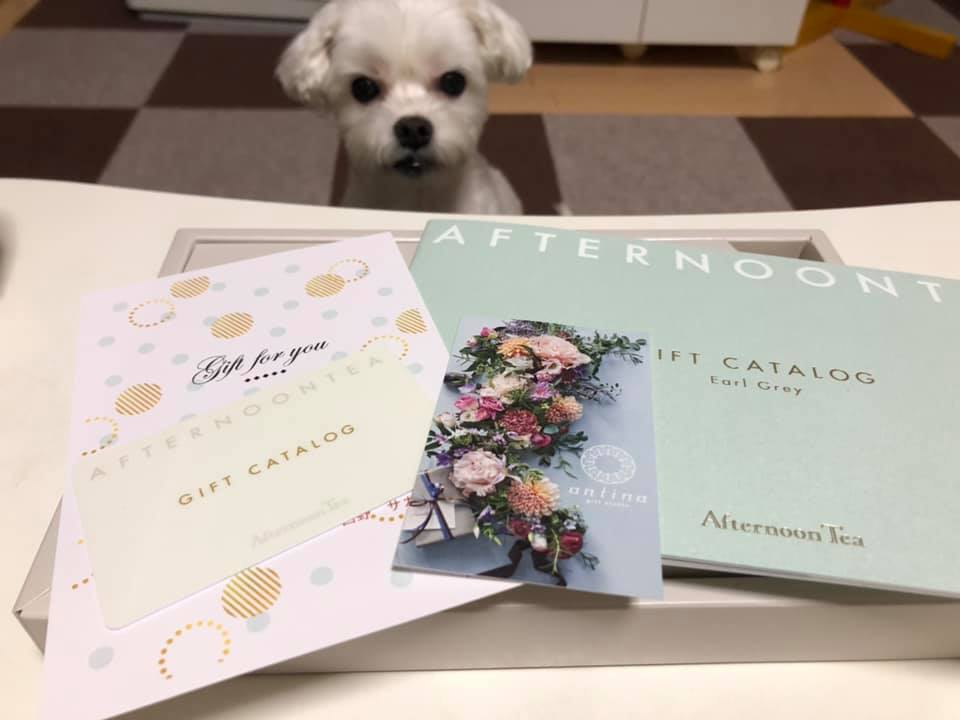 引っ越し祝いが届きました Afternoon Tea のカタログギフト マルチーズ 珀 の日常