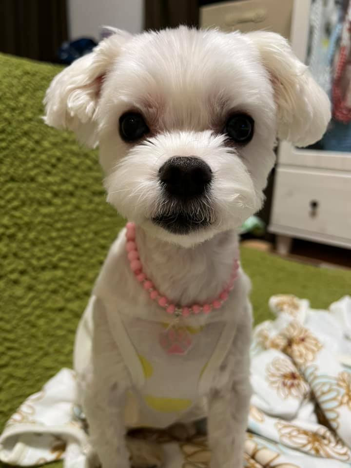 レジンとビーズで作る犬ネックレス 飼い主とお揃いも マルチーズ 珀 の日常