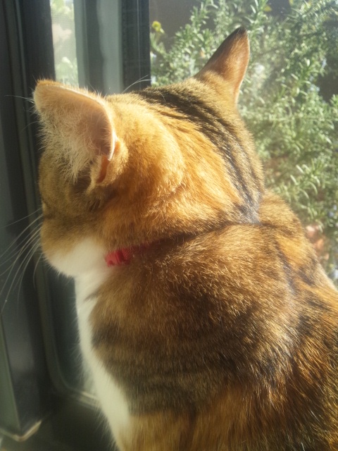 f:id:malublog:20171218131451j:plain