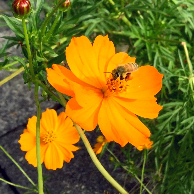 ミツバチ作る花粉だんご ハチミツ ローヤルゼリーの成分や効能は 知りたいあれこれ ミツバチ作る花粉だんご ハチミツ ローヤルゼリーの成分や効能は 知りたいあれこれ