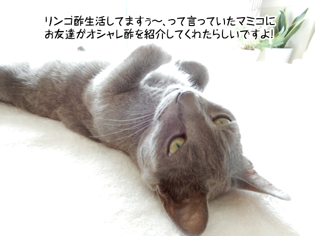 酸っぱいと甘いと ギンにーたんとジン犬