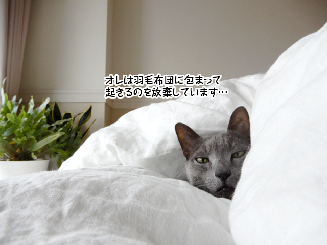 f:id:mama-mamico:20190123114238j:plain f:id:mama-mamico:20190123114238j:plain