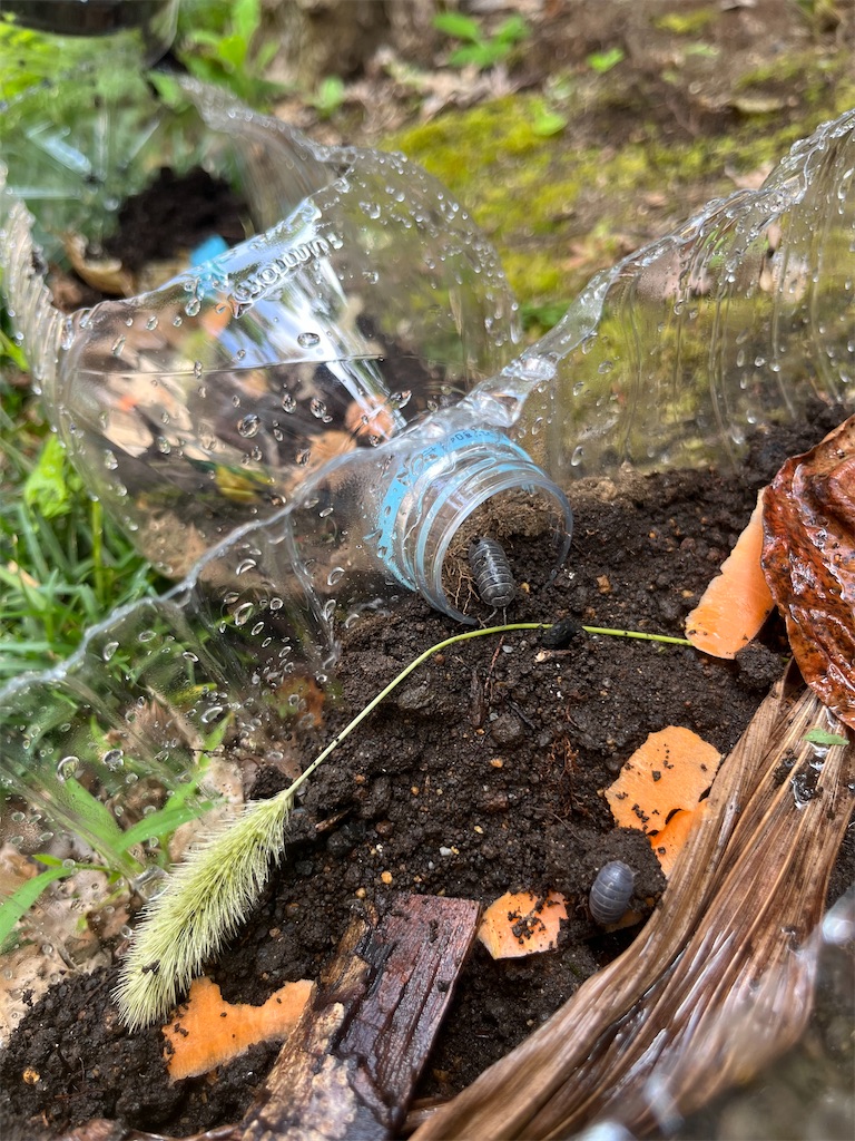 f:id:mama-sato:20250706172158j:image f:id:mama-sato:20250706172158j:image