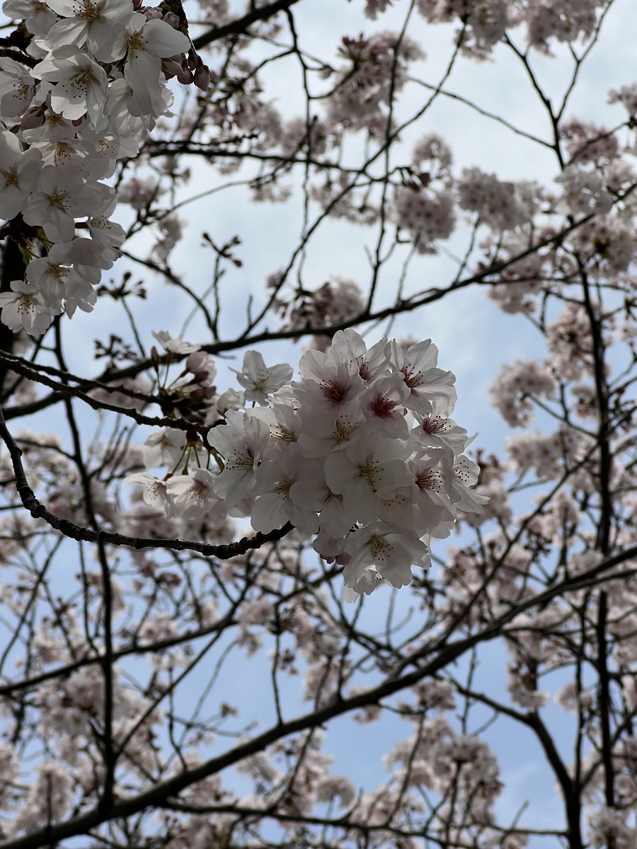 f:id:mama_blog:20220331164516j:plain