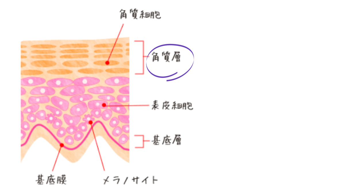 保湿 30代 スキンケア 方法 老化 朝 美肌
