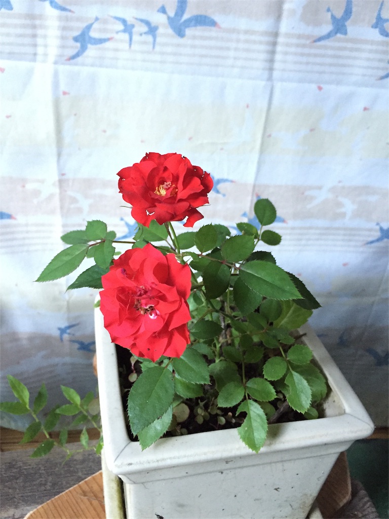 f:id:mamaearth:20160914091103j:image f:id:mamaearth:20160914091103j:image