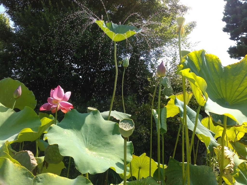f:id:mamagotoism:20180805193644j:plain f:id:mamagotoism:20180805193644j:plain